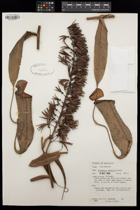 Nepenthes gracilis image