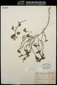 Acalypha californica image