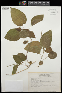 Acalypha cincta image