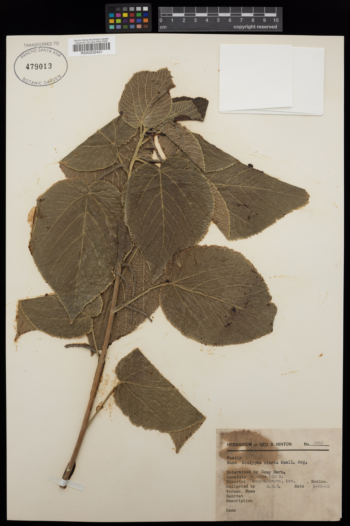 Acalypha cincta image