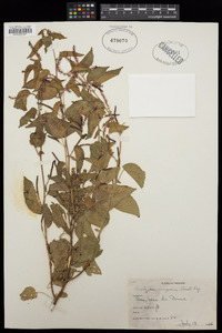 Acalypha langiana image