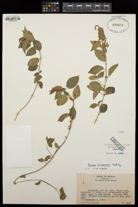 Acalypha phleoides image