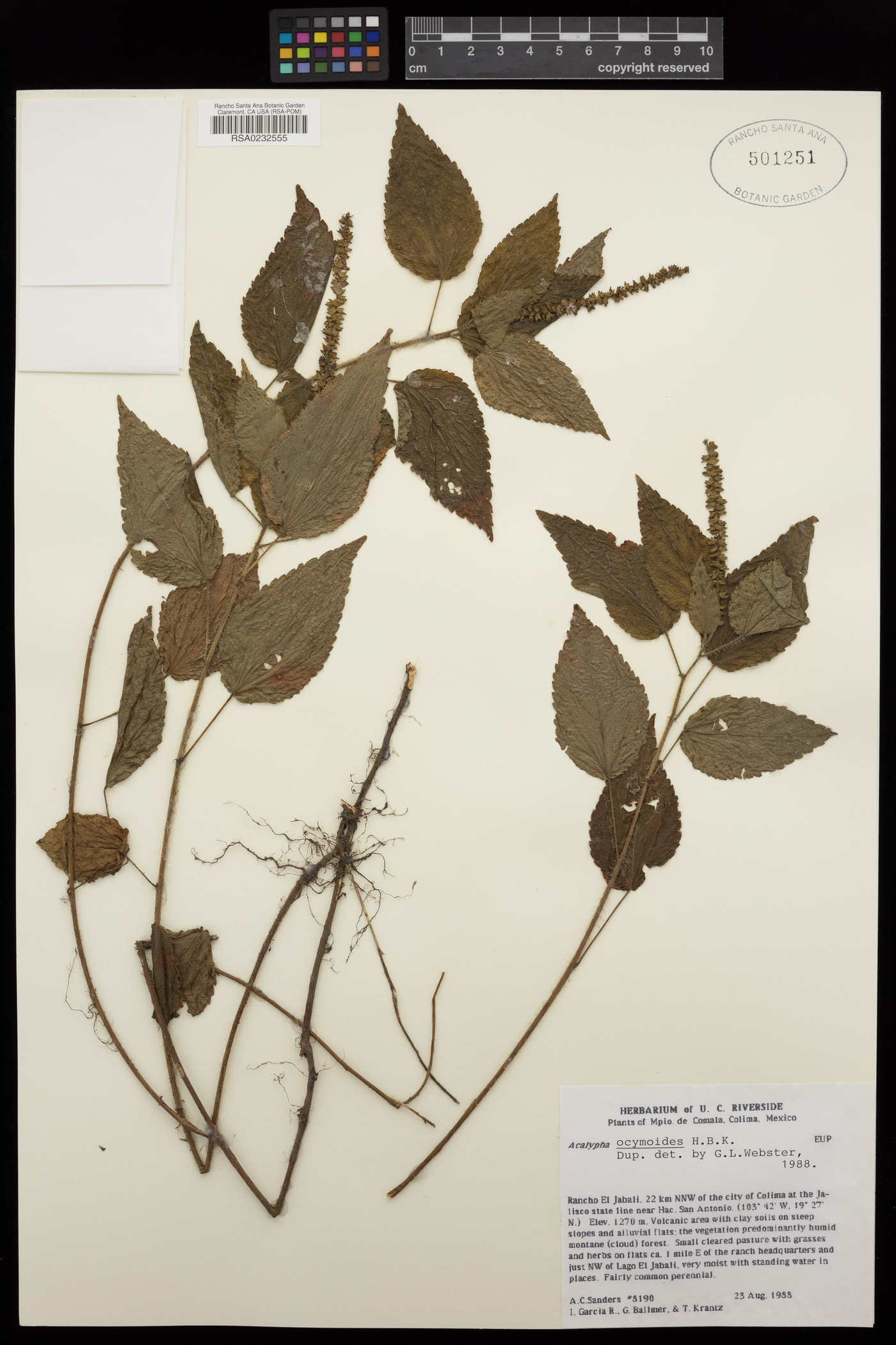 Acalypha ocymoides image