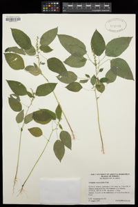 Acalypha ostryifolia image