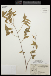 Acalypha papillosa image