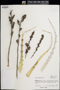 Hechtia texensis image