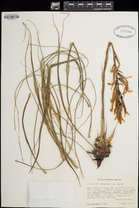 Pitcairnia calderonii image