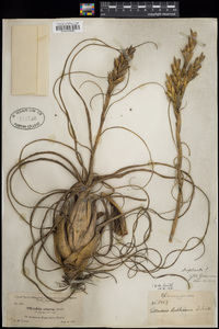 Tillandsia balbisiana image