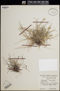 Tillandsia recurvata image