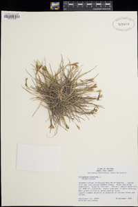 Tillandsia recurvata image