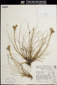 Tillandsia tenuifolia image
