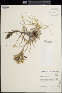 Tillandsia bulbosa image