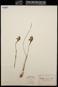 Arethusa bulbosa image