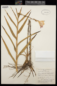 Arundina bambusifolia image