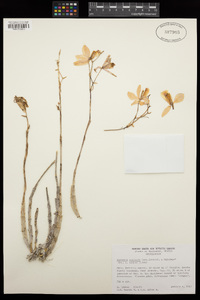 Image of Barkeria uniflora