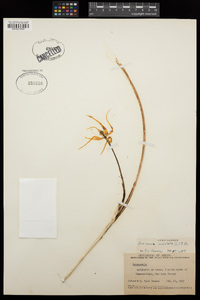 Brassavola cucullata image