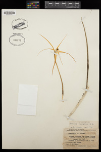 Brassavola cucullata image