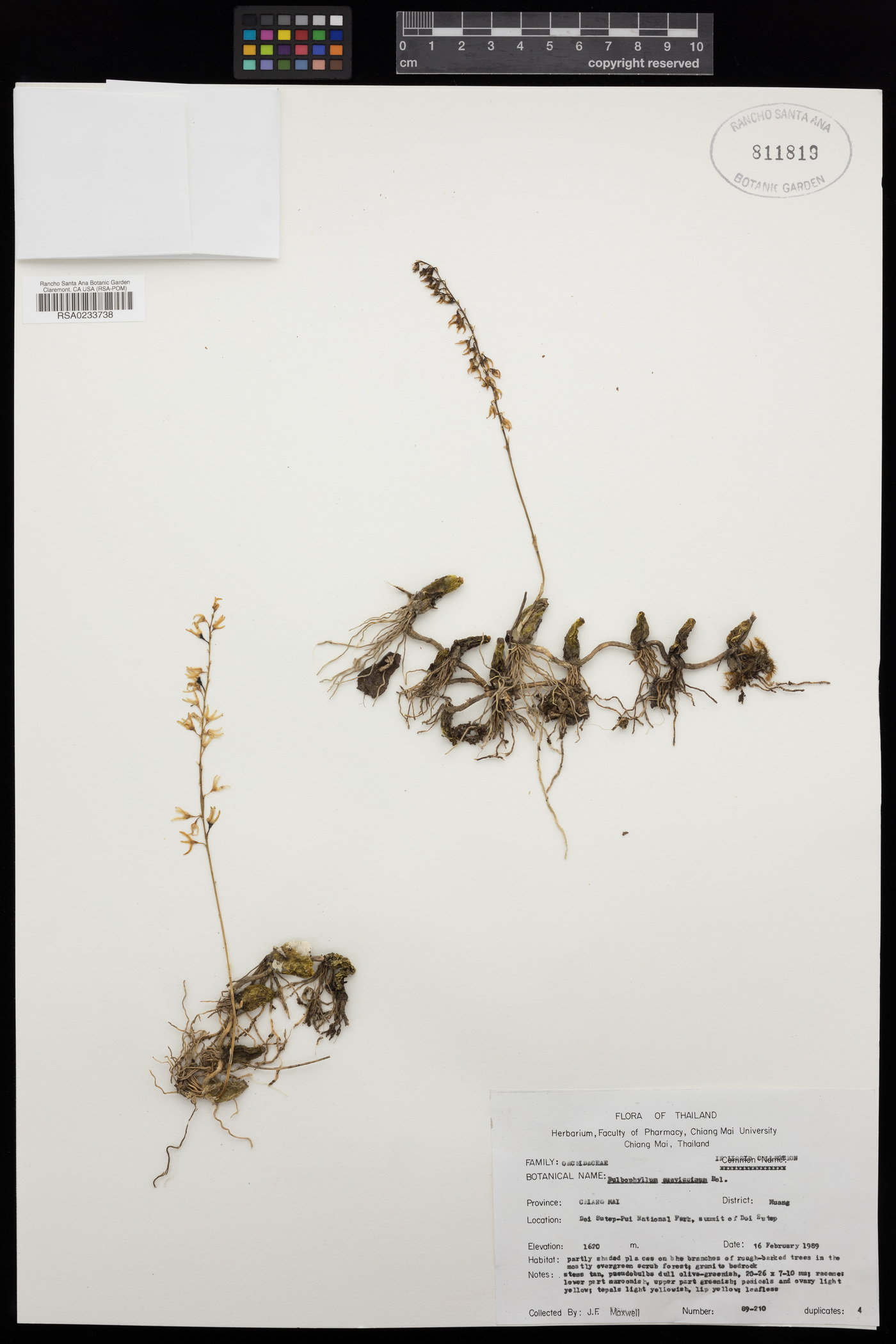 Bulbophyllum suavissimum image