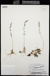 Bulbophyllum suavissimum image