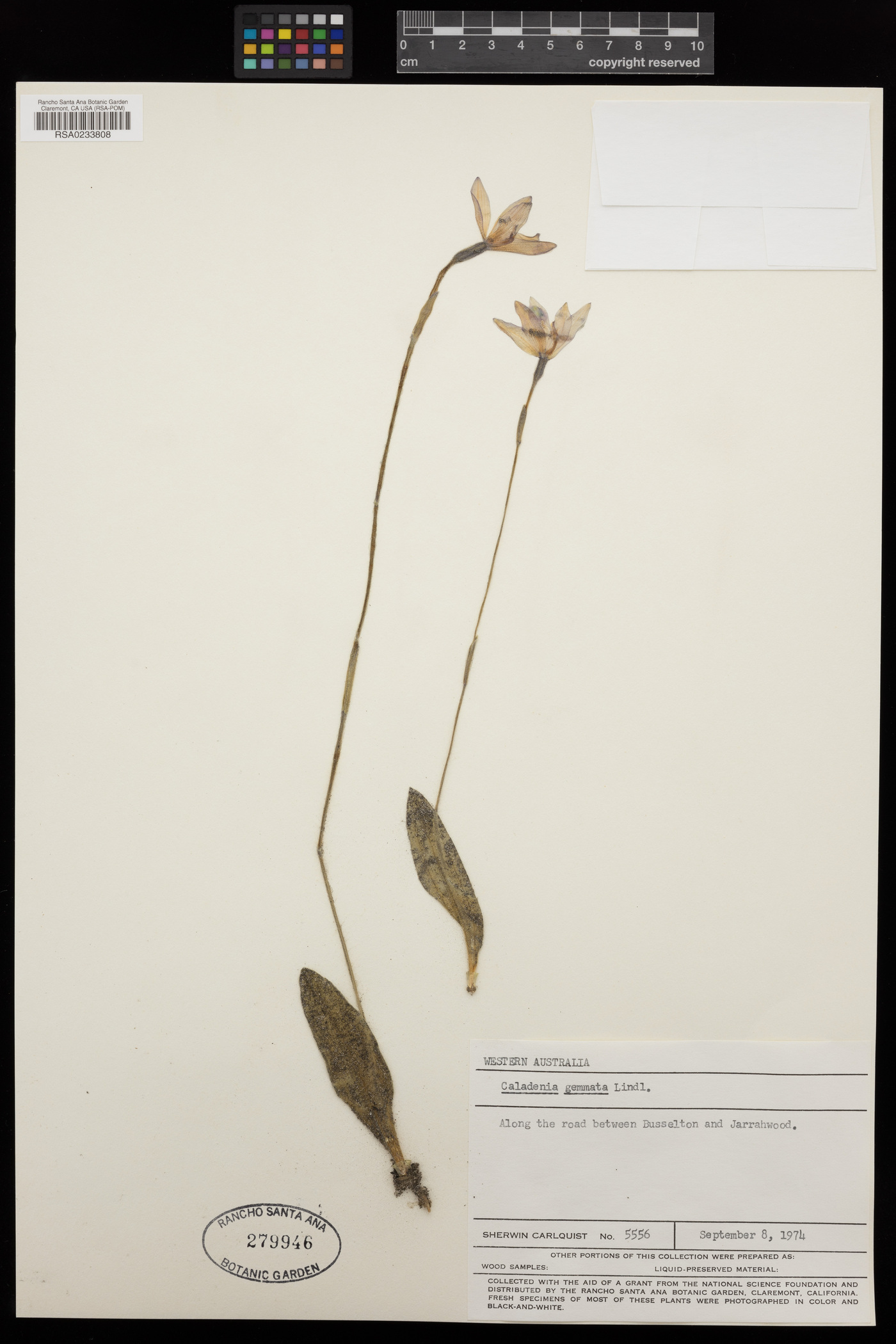 Caladenia gemmata image