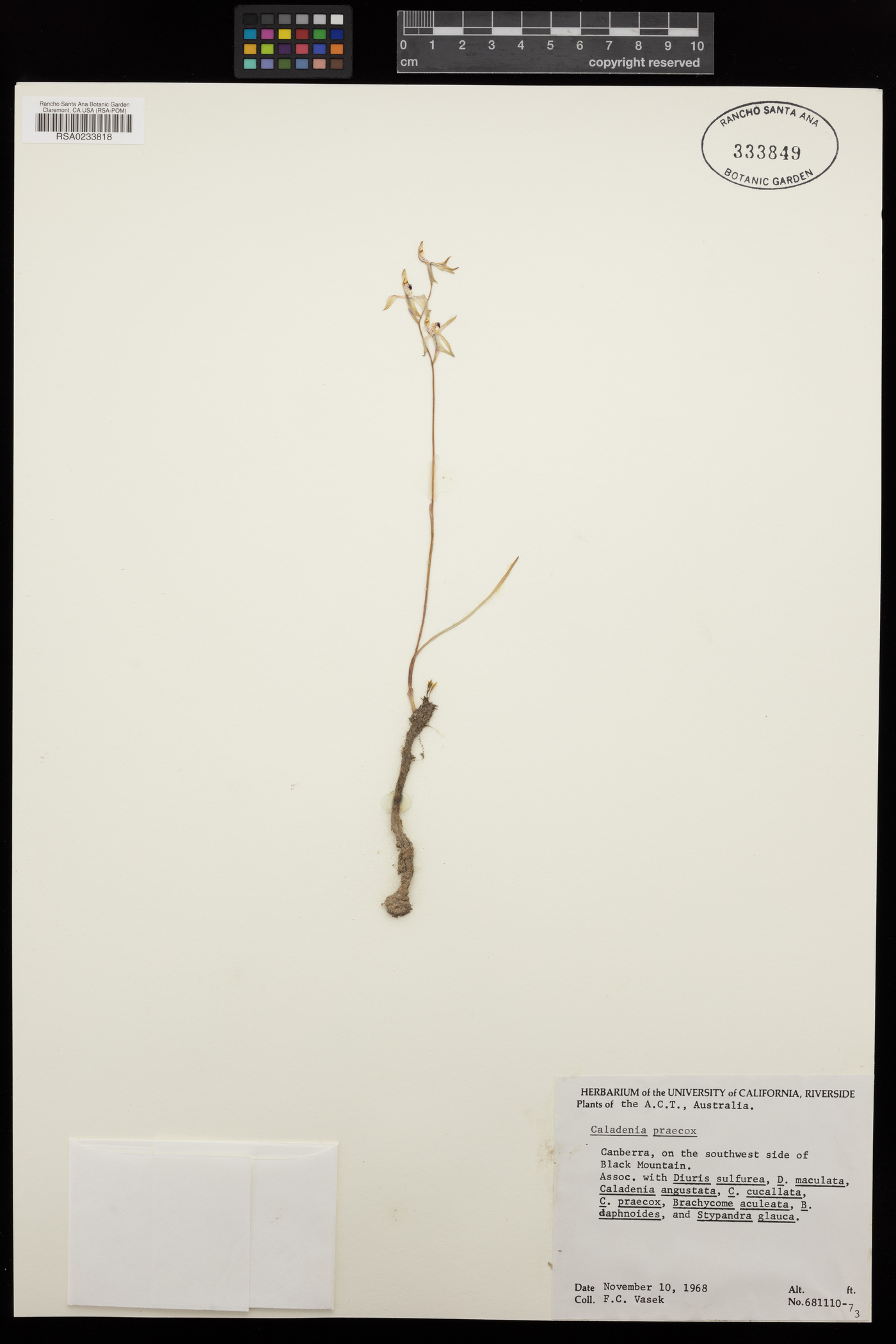 Caladenia dimorpha image