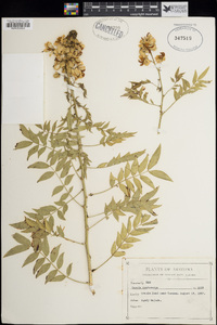 Senna hirsuta image