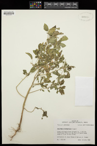 Acalypha ostryifolia image