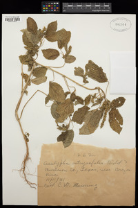 Acalypha ostryifolia image