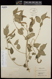 Acalypha phleoides image