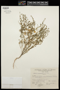 Andrachne microphylla image
