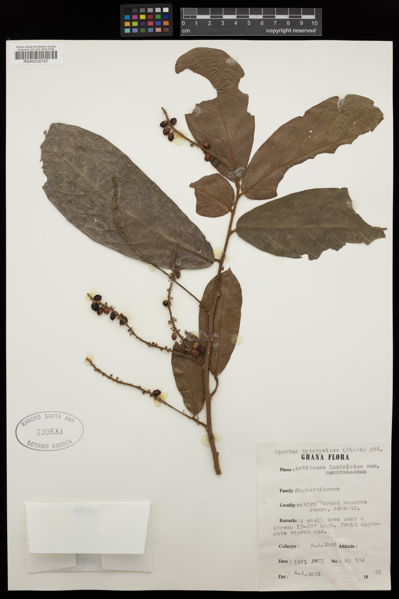 Antidesma laciniatum subsp. membranaceum image