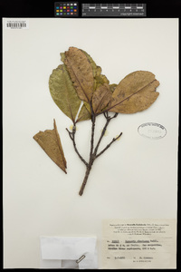 Austrobuxus clusiaceus image