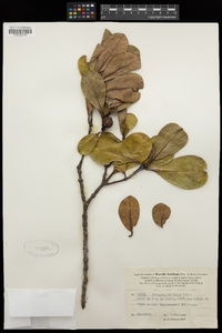 Austrobuxus clusiaceus image