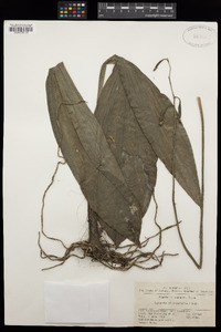 Image of Calanthe alismifolia