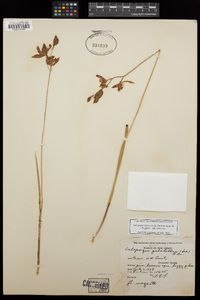 Calopogon tuberosus var. tuberosus image