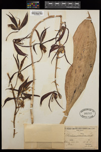 Image of Catasetum saccatum
