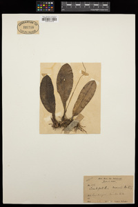 Bulbophyllum reichenbachianum image