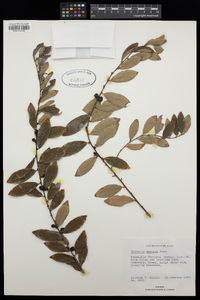 Cleistanthus monoicus image