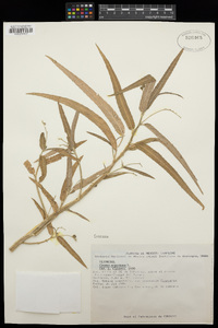 Croton argenteus image