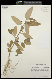 Caperonia palustris image