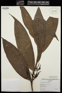 Corymborkis veratrifolia image