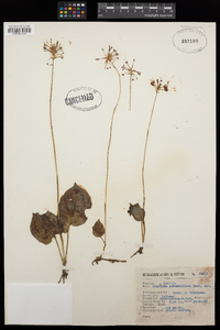 Cranichis subumbellata image
