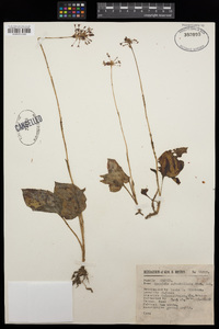 Cranichis subumbellata image