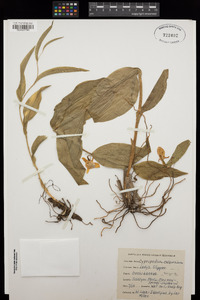 Cypripedium californicum image