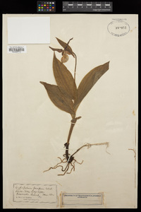 Cypripedium parviflorum image