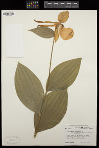 Cypripedium parviflorum var. pubescens image