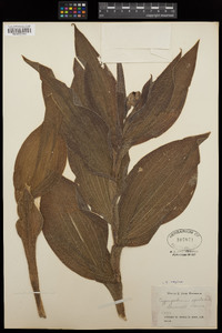 Cypripedium reginae image