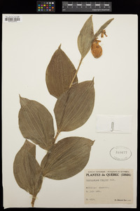 Cypripedium reginae image