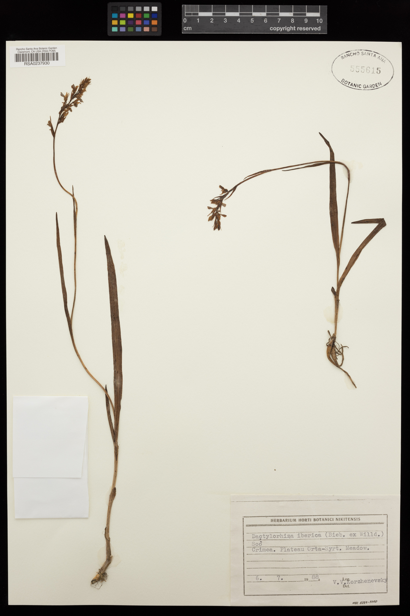 Dactylorhiza iberica image