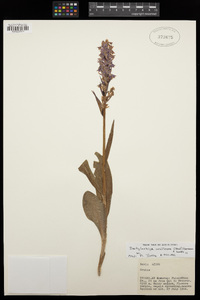 Dactylorhiza urvilleana image